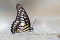 * Kandidimi Close wing moisture sucking of Graphium chironides (Honrath, 1884) - Veined Jay (Male). By User:Anitava Roy --Atudu 05:36, 16 September 2024 (UTC) * E miratuar  Support Good quality. --Ermell 06:12, 16 September 2024 (UTC)