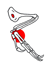 Diagram of the arm bones; note the hole in the humerus Confuciusornis 4.png