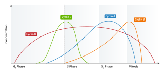 <span class="mw-page-title-main">Cyclin E</span> Member of the cyclin family