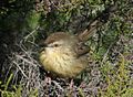 Gelbbauchprinie  (Prinia hypoxantha, Kat. )