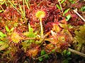 Rundblaðað sóldøgg (Drosera rotundifolia)