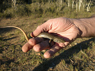 <i>Liopholis</i> Genus of lizards