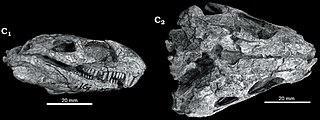 <i>Eothyris</i> Extinct genus of synapsids