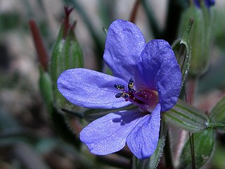 <i>Erodium ciconium</i> Species of plant