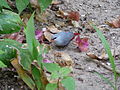 Schönbürzel Lavender Waxbill