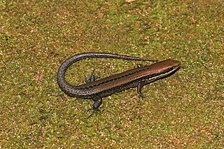 <i>Eutropis clivicola</i> Species of reptile