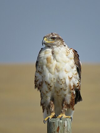 <span class="mw-page-title-main">Ferruginous hawk</span> Species of bird