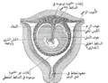 قطاع تخطيطي لرحم حامل في الشهر الثالث والرابع.