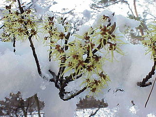 <i>Hamamelis mollis</i> Species of tree