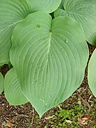 Hosta sieboldiana (1)