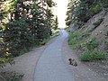 Olympic marmot using the trail to Hurricane Hill