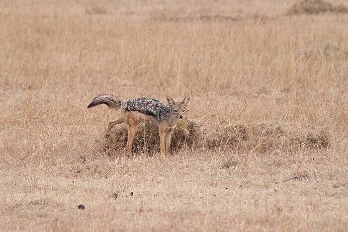 A black-backed jackal marking his territory[1]