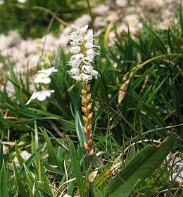 (Persicaria vivipara)