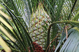 Macrozamia spiralis.