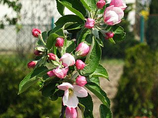 <i>Malus sieversii</i> Species of plant