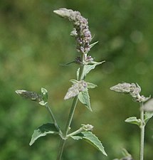 Mentha asiatica Boriss.