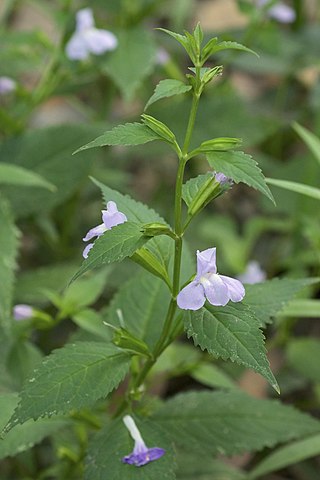 <i>Mimulus alatus</i> Species of flowering plant