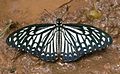 Papilio clytia