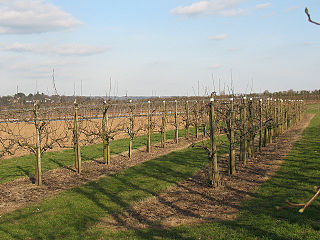 <span class="mw-page-title-main">East Malling Research Station</span> UK research organization