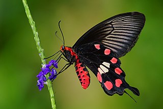 <i>Pachliopta aristolochiae</i> Species of butterfly