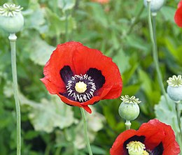 Daržinė aguona (Papaver somniferum)