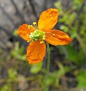 Papaver californicum