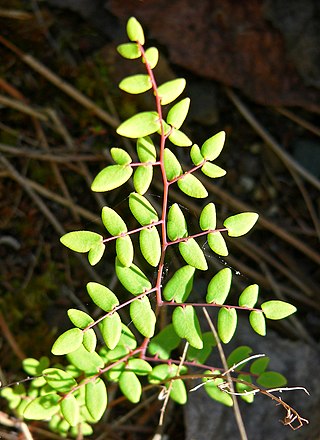 <i>Pellaea</i> (plant) Genus of ferns