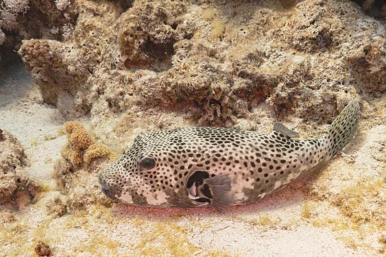 Stellate puffer (Arothron stellatus), Ras Katy, Sharm el-Sheikh, Red Sea, Egypt.