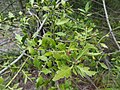 Phyllocladus alpinus, cladodios.