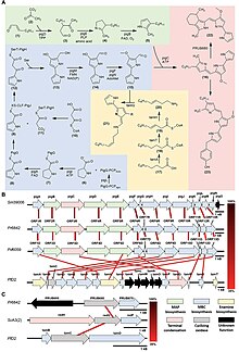 Chemical transformations and gene clusters for prodiginine biosynthetic pathways Prodiginine biosynthesis.jpg