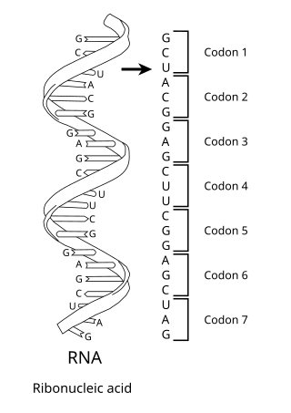 <span class="mw-page-title-main">Genetic code</span> Rules by which information encoded within genetic material is translated into proteins