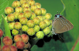 <i>Satyrium edwardsii</i> Species of butterfly