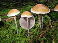 Hypholoma marginatum