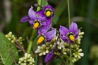 Solanum dulcamara