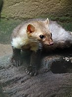 Beech marten