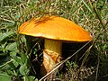 Suillaceae (Suillus grevillei)