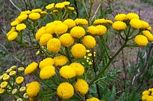 Tansy.jpg