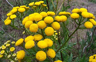 <i>Tanacetum</i> genus of plants