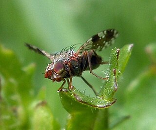 <i>Tephritis neesii</i> Species of fly