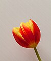 * Nomination: Tulpen aus der Familie Liliaceae, Rheinland-Pfalz. --Fischer.H 15:32, 15 February 2021 (UTC) * * Review needed