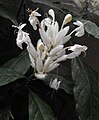 Whitfieldia longifolia 'White Candles'