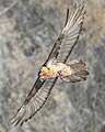 65 010e Wild Bearded Vulture in flight at Pfyn-Finges (Switzerland) Photo by Giles Laurent uploaded by Giles Laurent, nominated by Giles Laurent,  20,  0,  0