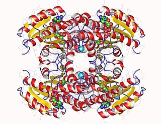 <span class="mw-page-title-main">D-xylulose reductase</span>