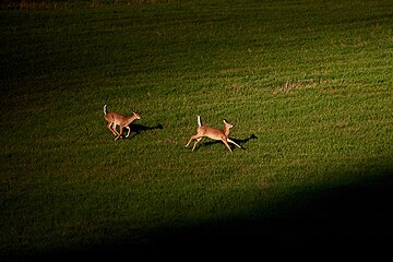 White tailed deer, sunset