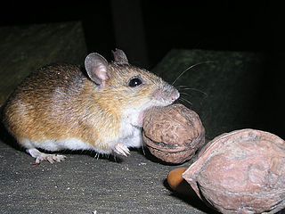 <span class="mw-page-title-main">Large Japanese field mouse</span> Species of rodent