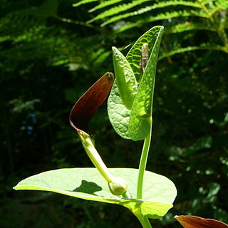 <i>Aristolochia rotunda</i> Species of vine