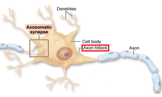 <span class="mw-page-title-main">Axon hillock</span> Part of the neuronal cell soma from which the axon originates