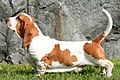 Basset hound