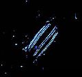 Image 26A Euplokamis comb jelly is bioluminescent. (from Animal coloration)