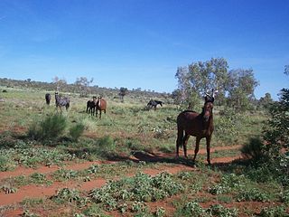 <span class="mw-page-title-main">Brumby</span> Feral horse in Australia